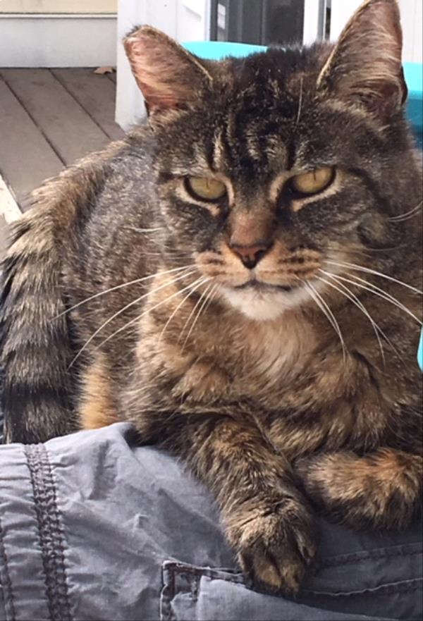 /Images/uploads/Cat Welfare Association/catwelfare2019calendarcontest/entries/6932thumb.jpg